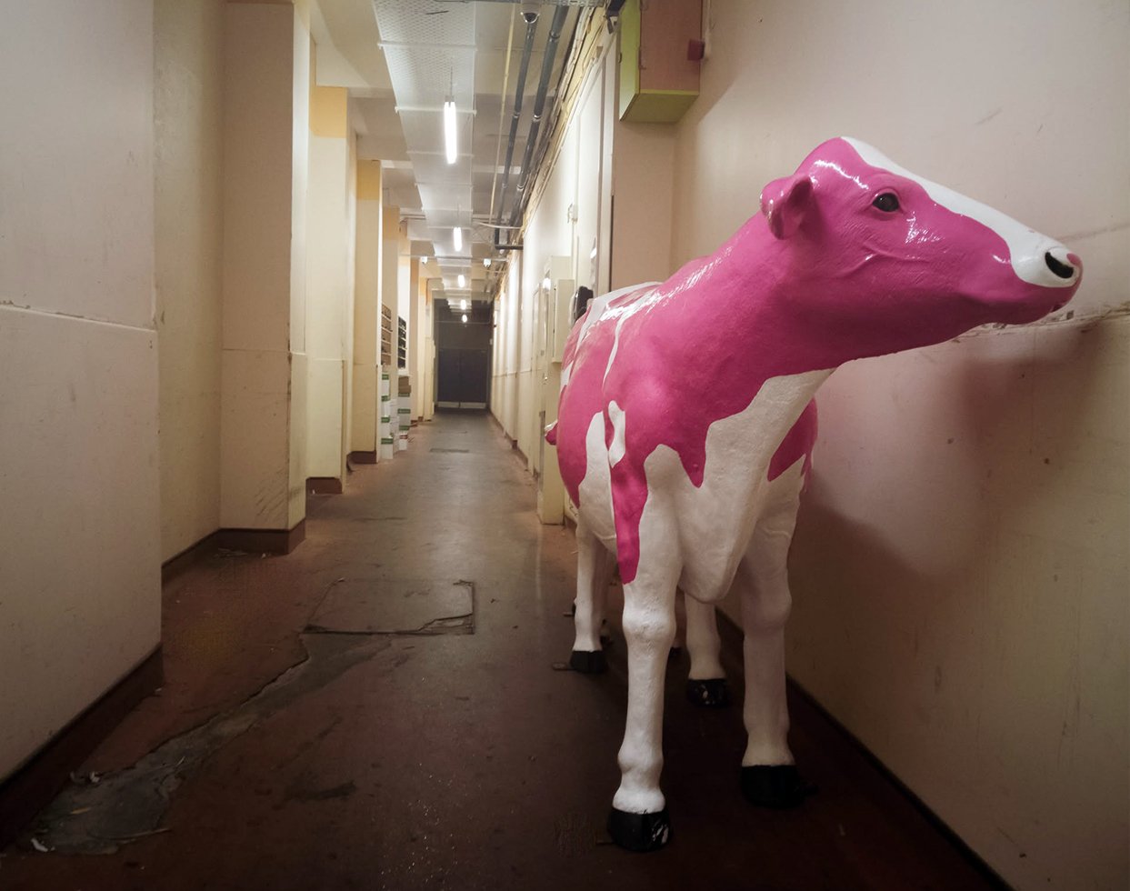 Gallery everywhere, pink cows in corridors, somewhere in England Gallery everywhere, pink cows in corridors, somewhere in England