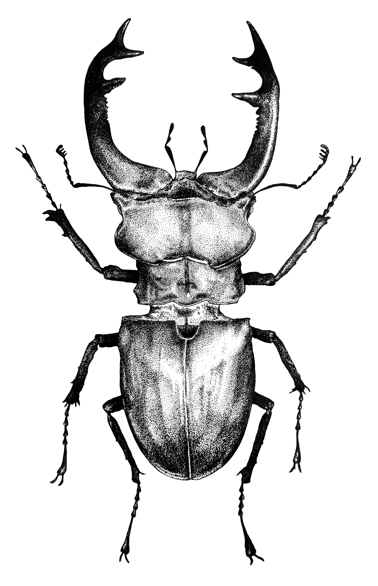 The Stag Beetle (Lucanus Cervus) © Mira Maria Belniak