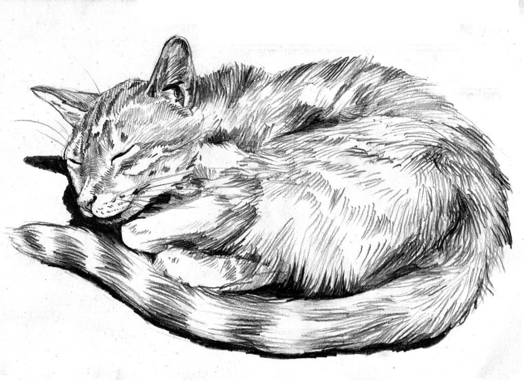 Sketching Cats