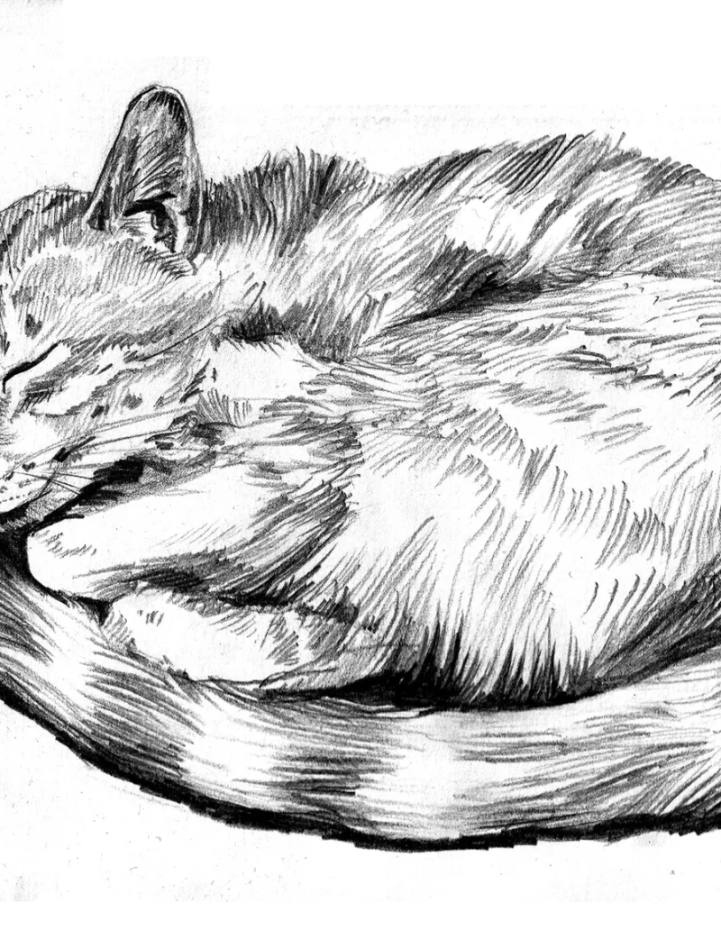 Tunisian stray © Mira Maria Belniak