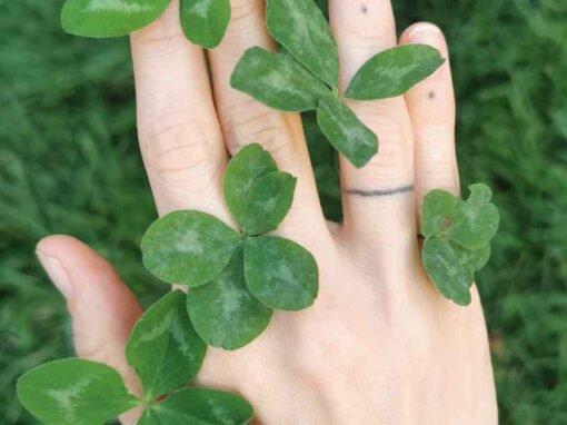 Sign of luck or a harbinger of slow extinction?