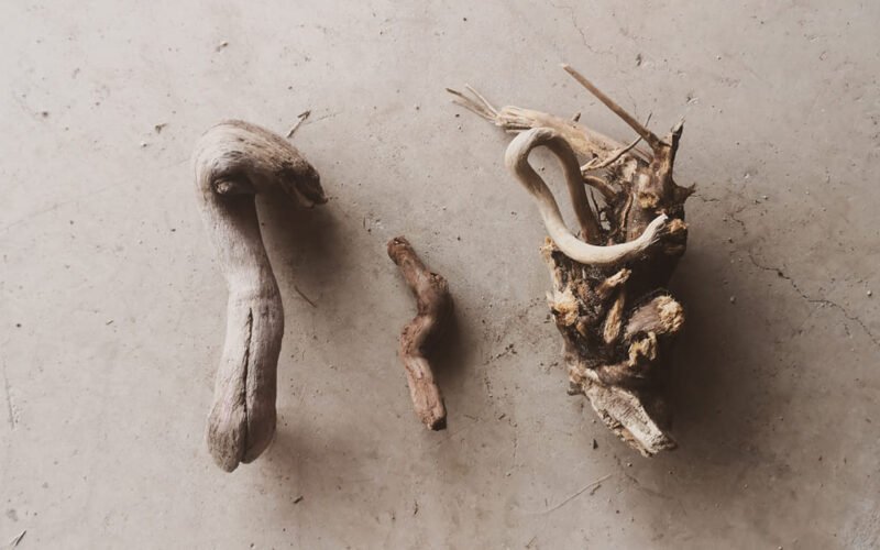 Today, the sea threw up only two bones and a heart of wood.