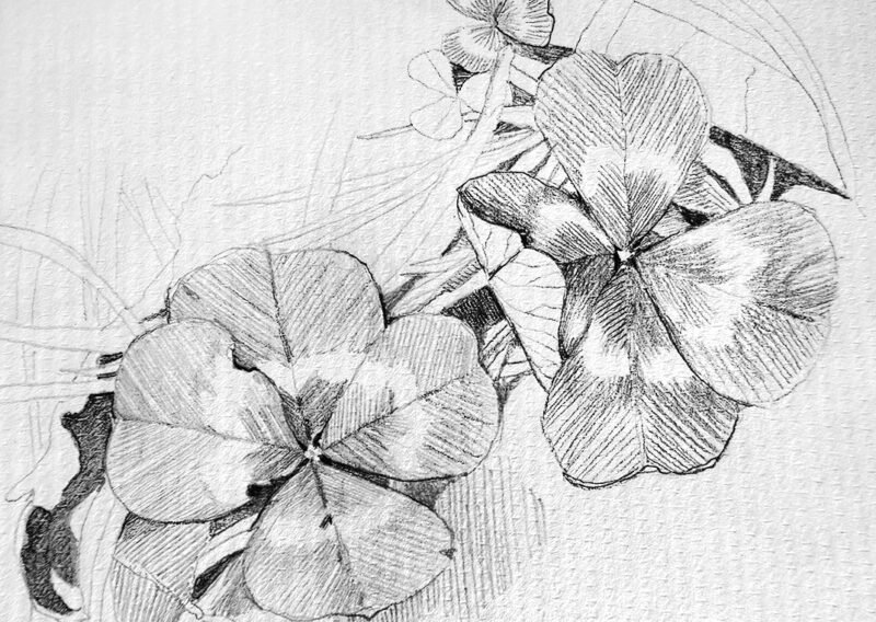 Four Leaf Clovers (from notes) © Mira Maria Belniak